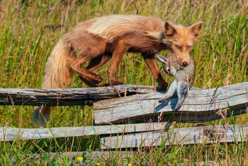 fence fox grass prey rabbit wallpaper PNG photo with transparency