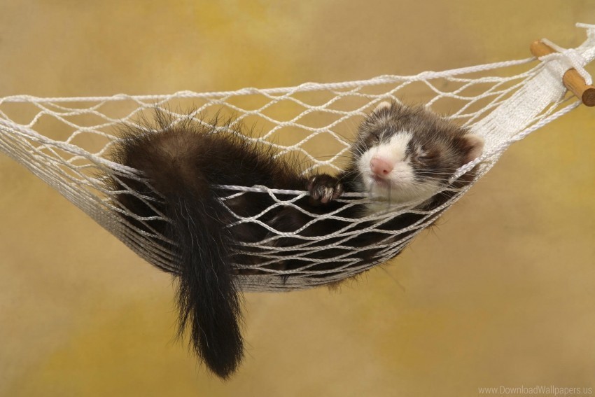 ferret hammock rest sleeping small animal wallpaper PNG transparent photos extensive collection