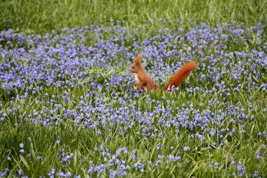 field flowers nature squirrels wallpaper Free PNG images with alpha transparency comprehensive compilation