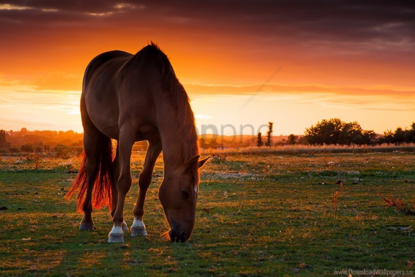 field horse pasture sunset wallpaper Transparent PNG images for design