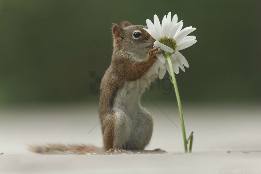 flower funny sniffing squirrel wallpaper PNG transparent images for social media