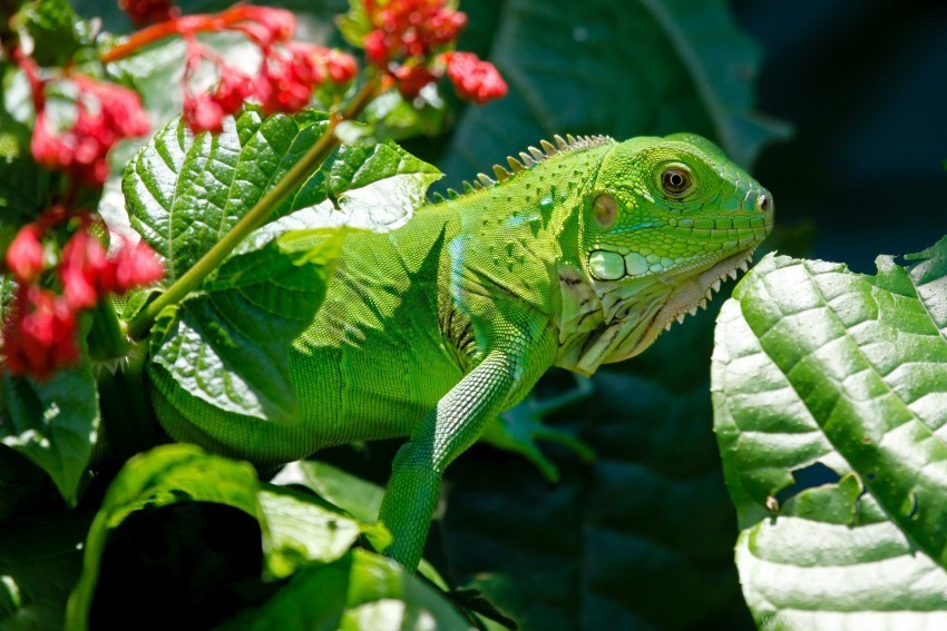 flower iguana leaf lizard reptile wallpaper PNG images with alpha channel diverse selection