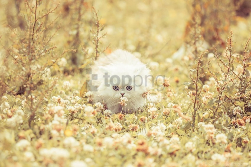 flowers fluffy grass kitten run wallpaper PNG Object Isolated with Transparency