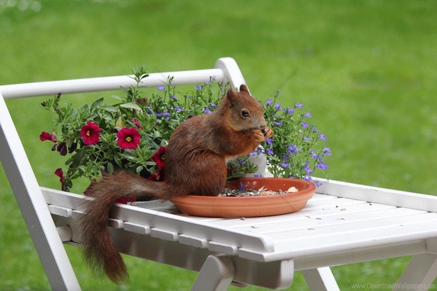 flowers food squirrel wallpaper Transparent PNG images for printing