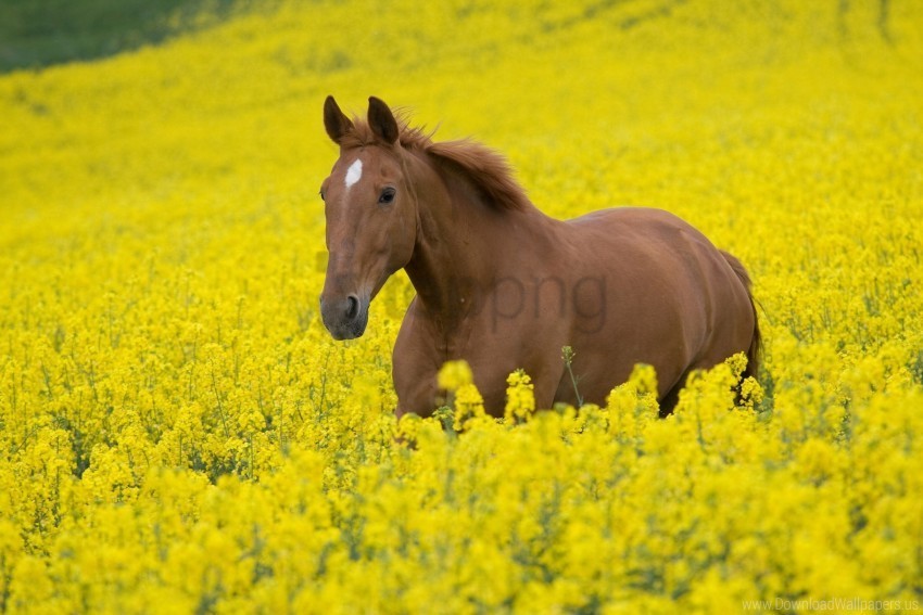 flowers golf horse landscape nature walking wallpaper Clean Background Isolated PNG Object