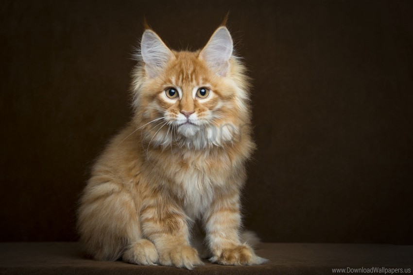 fluffy kitten maine coon view wallpaper Transparent Background PNG Isolated Element