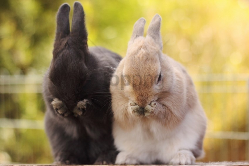 fluffy muzzle paws rabbits wallpaper Transparent PNG Isolated Illustrative Element