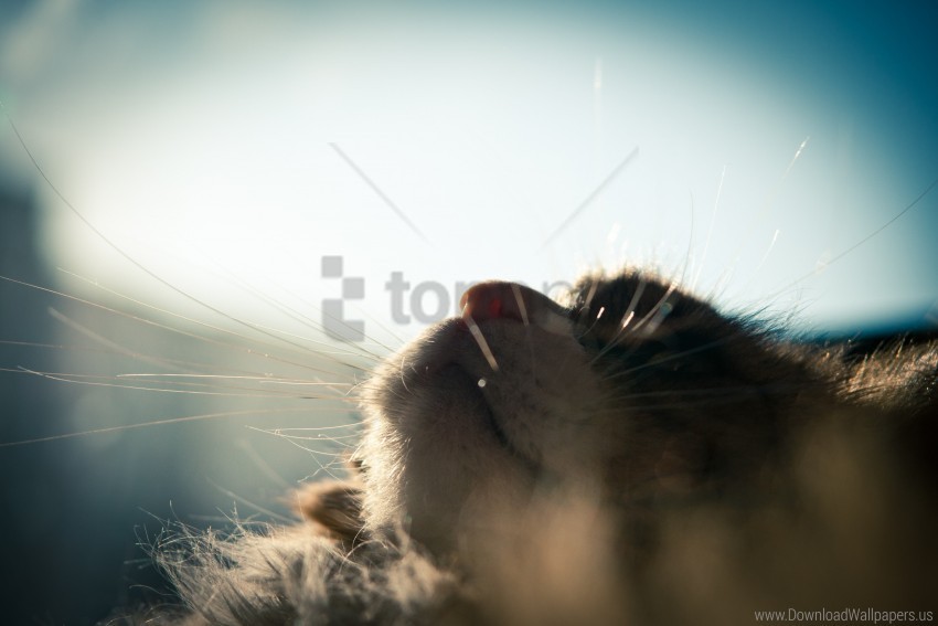 fluffy sleeping sun the cat window whiskers wallpaper Transparent background PNG clipart