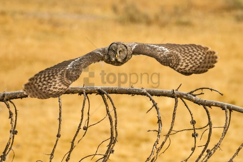 flying great grey owl owl wings wallpaper PNG transparent photos comprehensive compilation