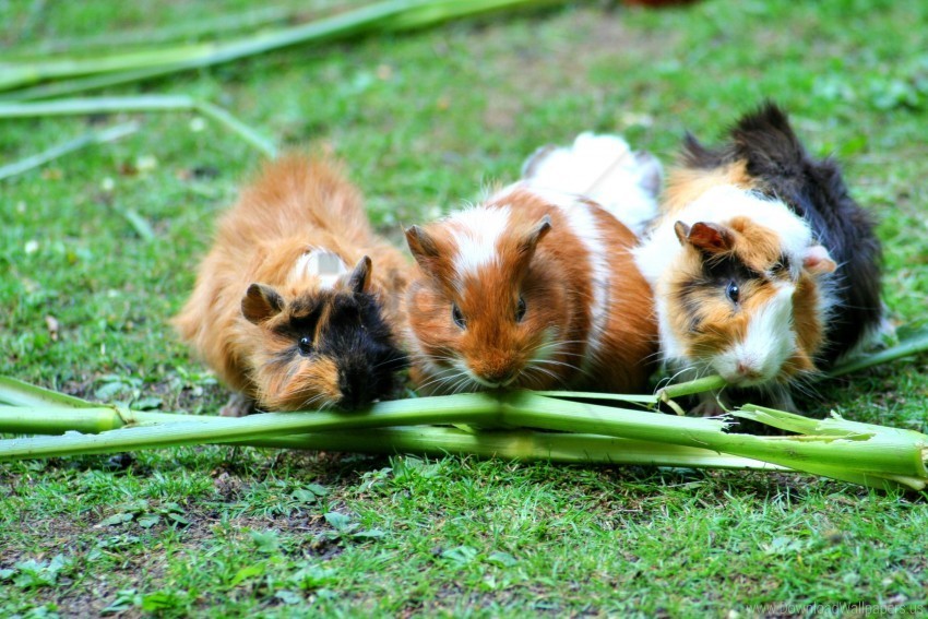 food guinea pigs rodents wallpaper PNG graphics with clear alpha channel
