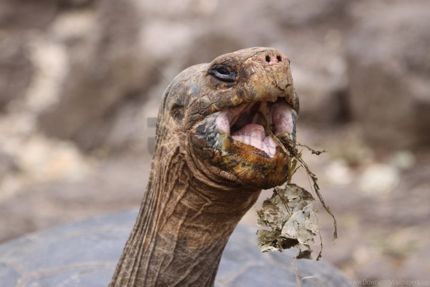 food head love turtle wallpaper Isolated Object on Clear Background PNG