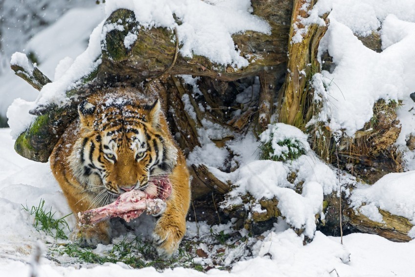 food meat mining snow tiger wallpaper Transparent PNG images for printing