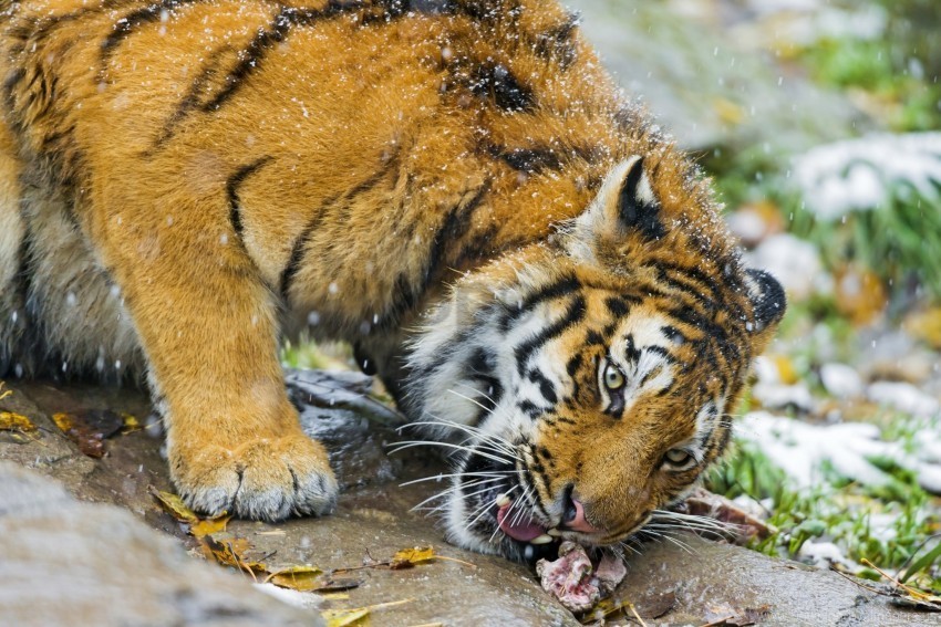 food meat predator snow tiger wallpaper PNG for free purposes