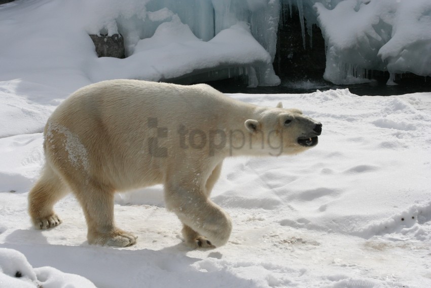 footprints polar bear snow wallpaper PNG files with clear background variety