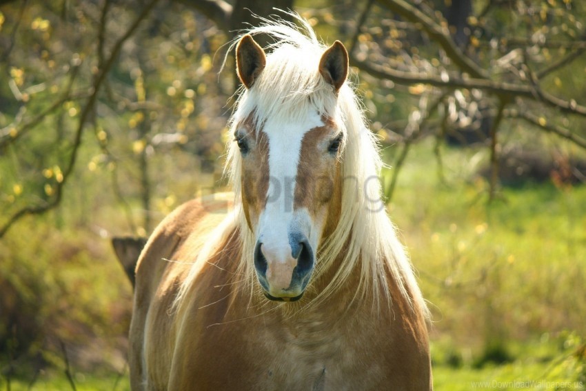 Forelock Horse Mane Muzzle Wallpaper PNG For Social Media