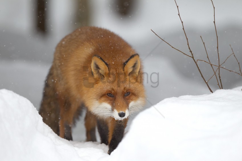 Forest Fox Snow Winter Wallpaper Isolated Item On Clear Transparent PNG