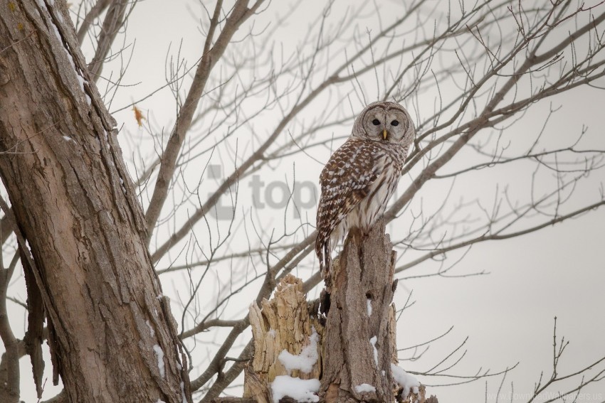 Forest Owl Winter Wood Wallpaper PNG Transparent Images Mega Collection