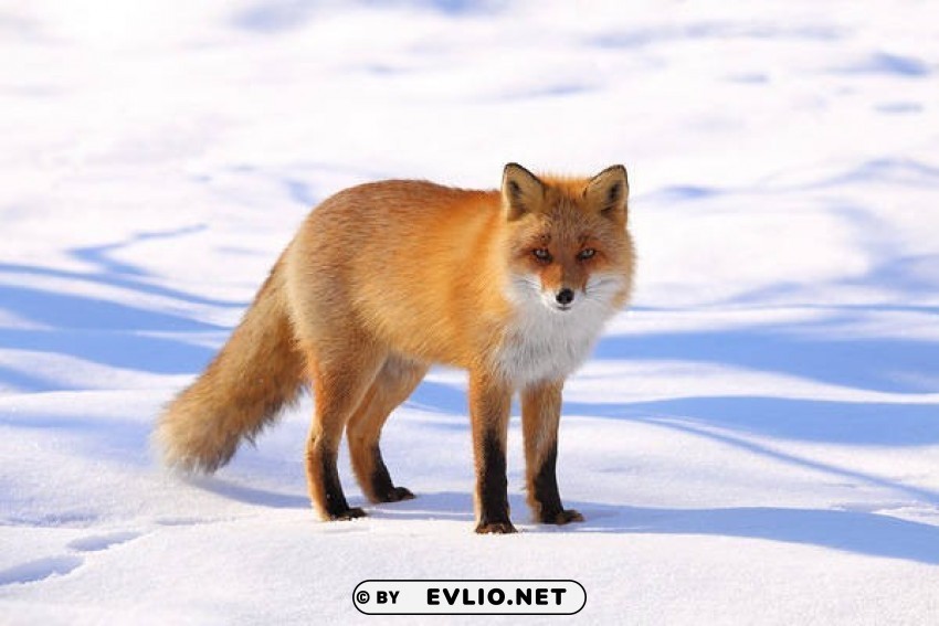 Fox In Winter Transparent Background Isolated PNG Design