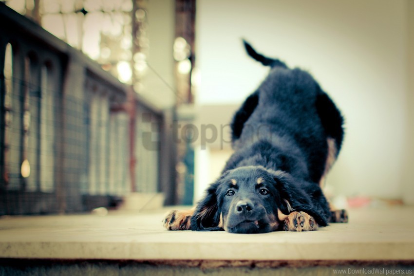 friendship loyalty puppy wallpaper Transparent PNG Isolated Element