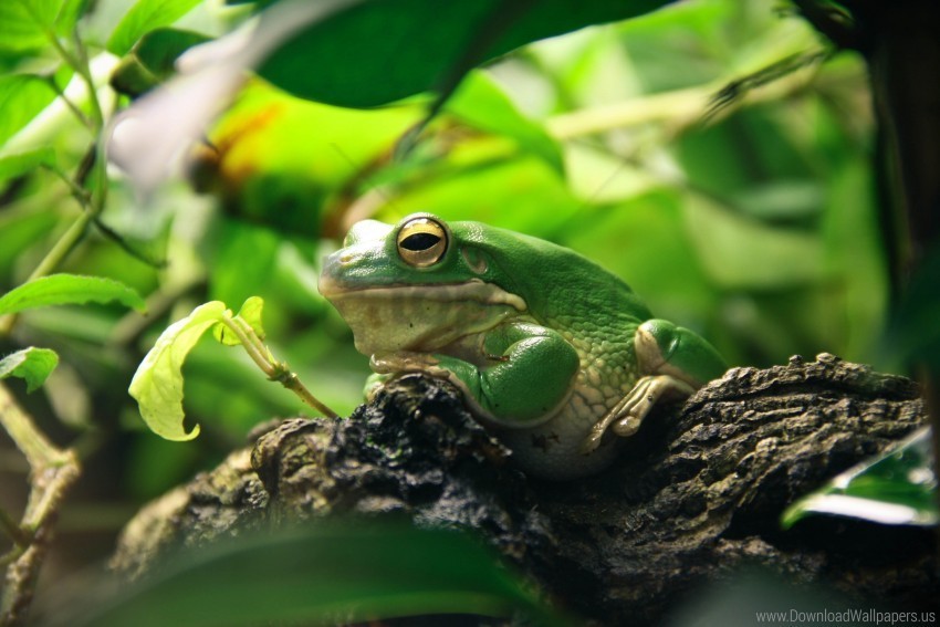 frog leaves shade shelter wallpaper PNG files with alpha channel