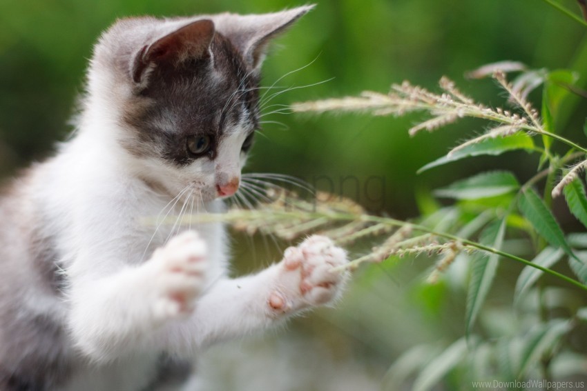 funny grass kitten paws wallpaper PNG Image with Isolated Element