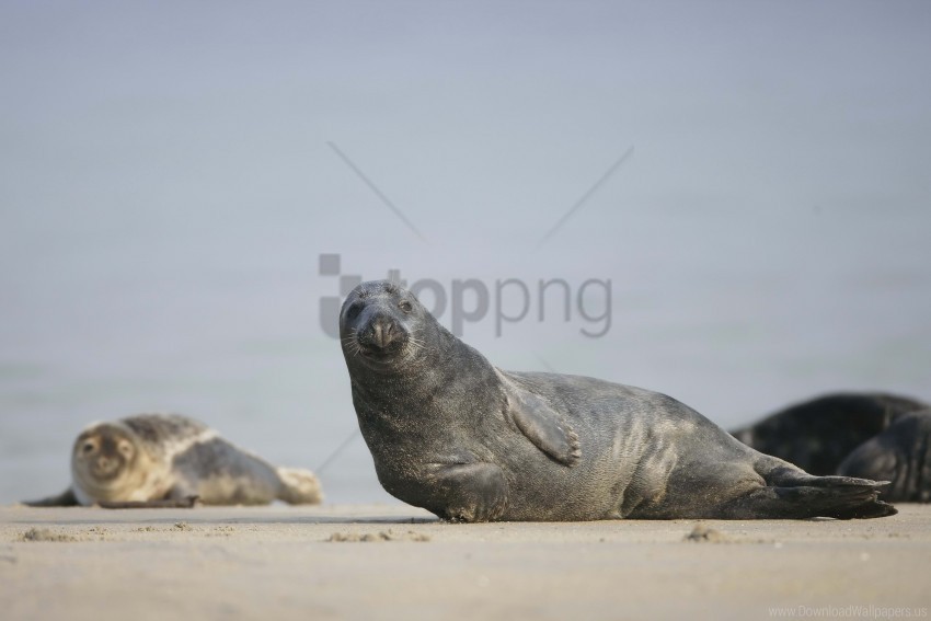 fur seal mammal sand wallpaper Transparent Background PNG Isolation