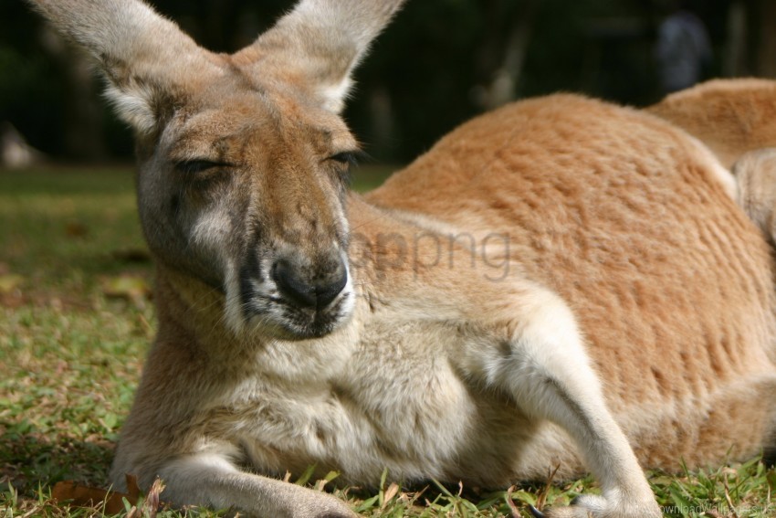 furry kangaroo laying wallpaper Transparent PNG images bulk package