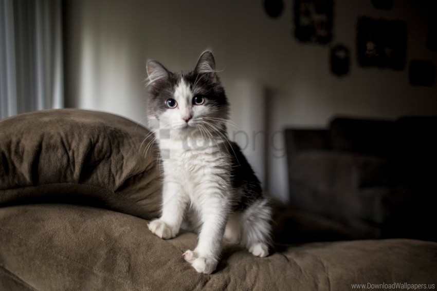 furry kitten sofa spotted wallpaper Transparent PNG images for digital art