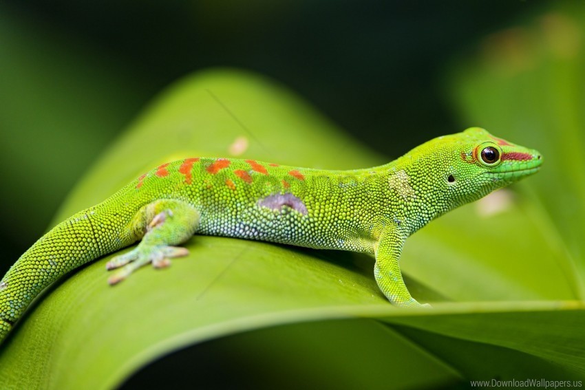 gecko leaf lizard macro wallpaper PNG format