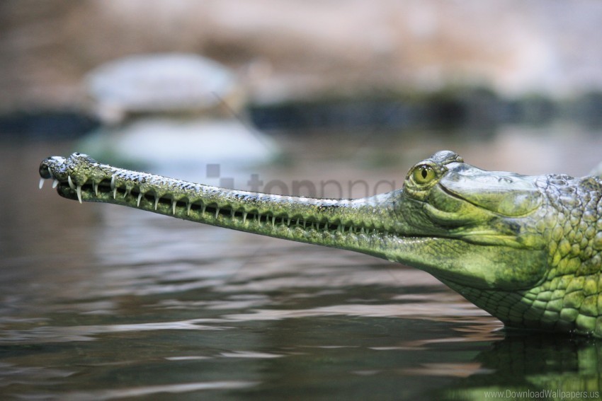 Gharial Head Long Nose Swim Water Wallpaper Free PNG Download