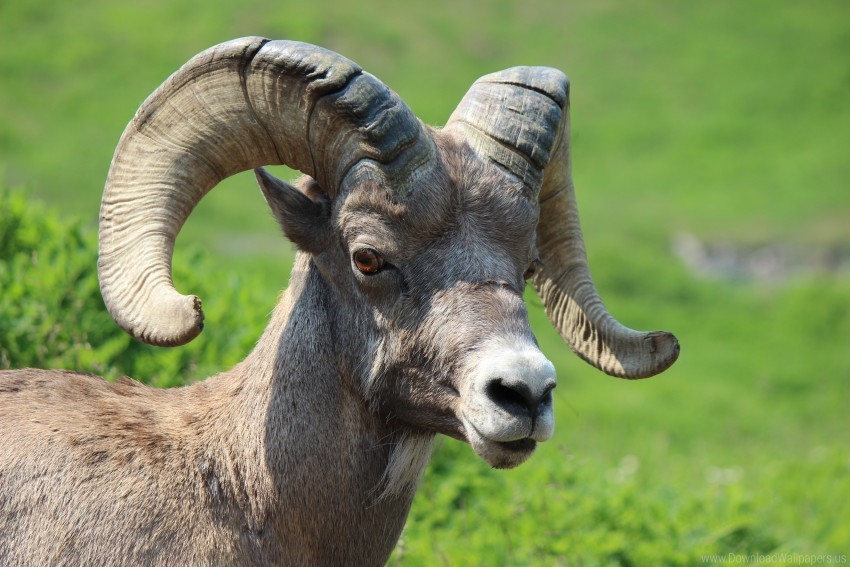 goat horns muzzle wallpaper Transparent background PNG images complete pack