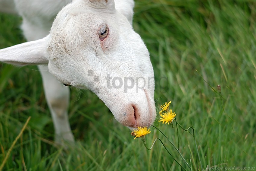 Goat Smell White Wallpaper Isolated Item On HighQuality PNG