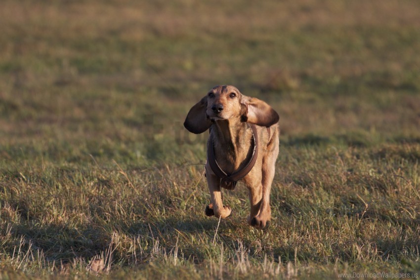 grass field running the dog the mood wallpaper Transparent picture PNG