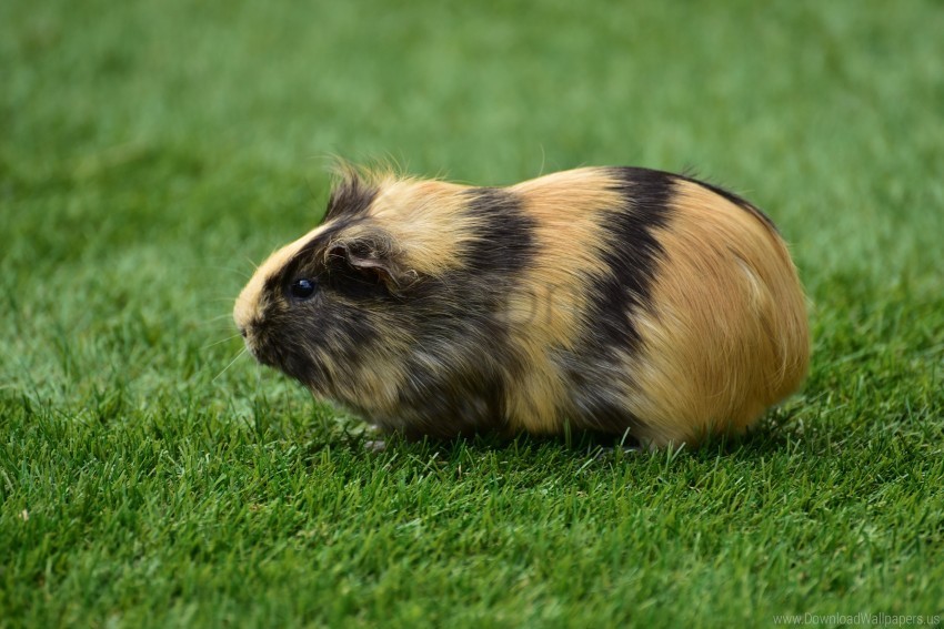 grass guinea pig rodent wallpaper PNG images without watermarks