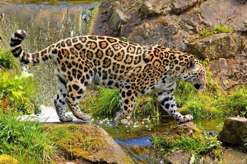 Grass Jaguar Nature Predator Rocks Walk Wallpaper High-resolution PNG Images With Transparent Background