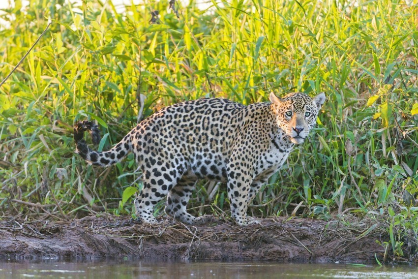 grass jaguar predator walks wallpaper PNG design