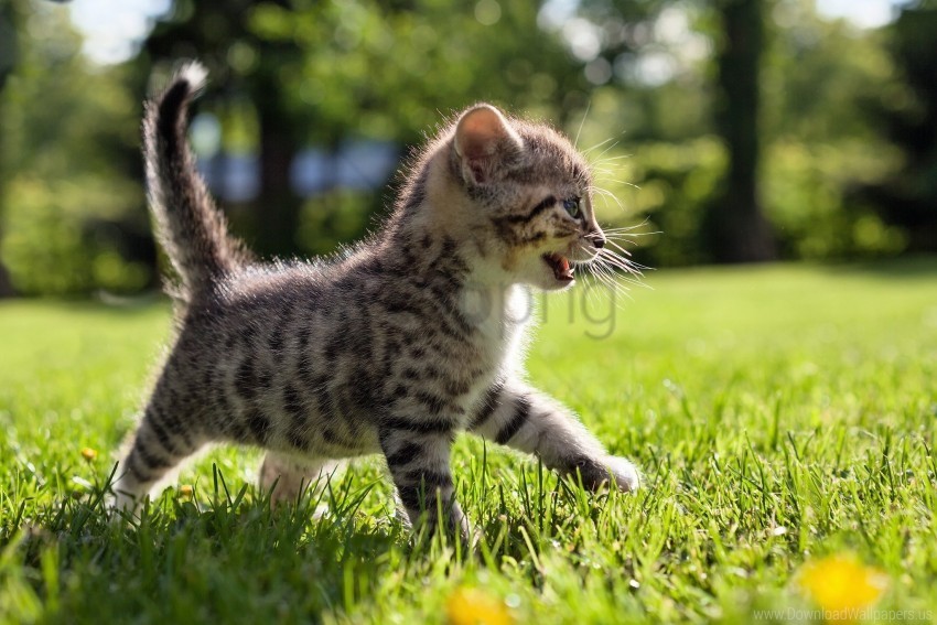 grass kid kitten walk wallpaper Isolated Artwork with Clear Background in PNG
