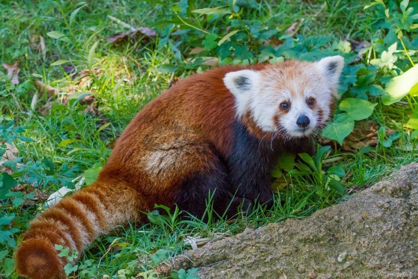 grass lesser panda red panda striped wallpaper PNG Image Isolated with High Clarity
