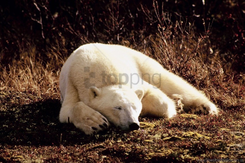 grass lie polar bear sleep wallpaper PNG files with no background free