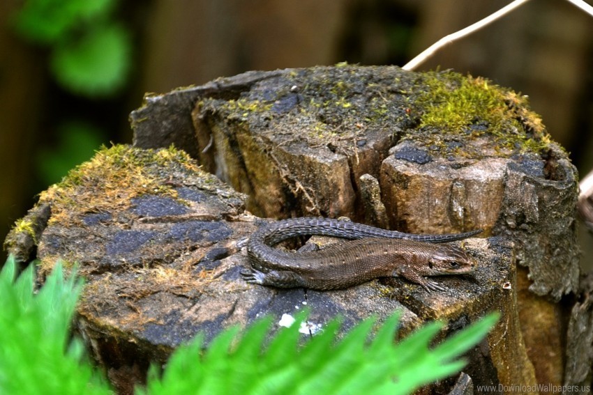 Grass Lizard Moss Tree Stump Wallpaper PNG Images For Websites