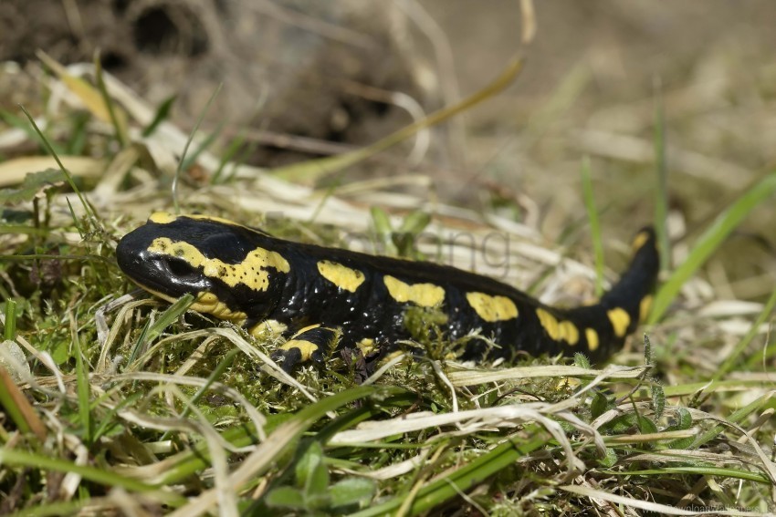 grass newt tail wallpaper ClearCut Background Isolated PNG Graphic Element