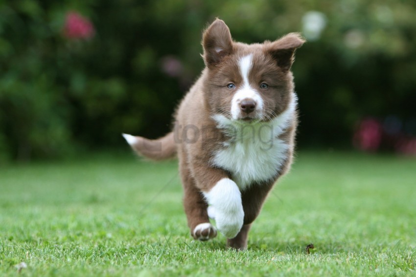 grass puppy run spotted wallpaper Transparent PNG photos for projects