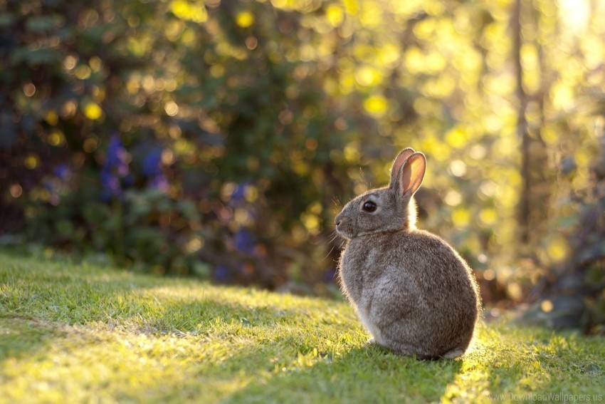 grass rabbit sunlight wallpaper Free download PNG images with alpha channel
