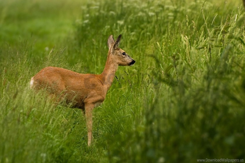 grass roe deer stand walk wallpaper High Resolution PNG Isolated Illustration