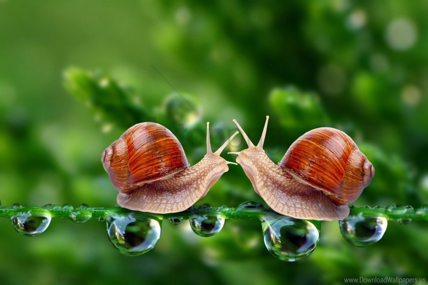 grass shell snails wallpaper PNG images without licensing