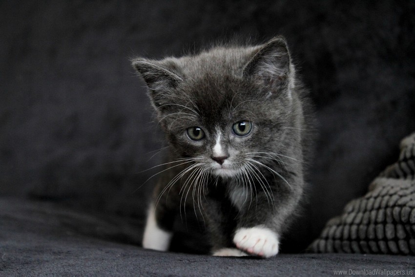 gray kid kitten wallpaper Isolated Item in HighQuality Transparent PNG