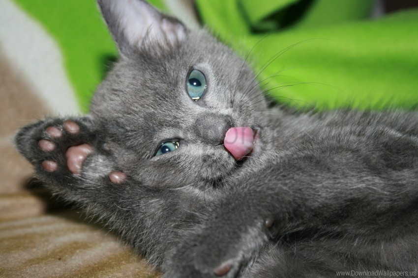 gray kitten licking lips playful wallpaper Isolated Item on Clear Transparent PNG