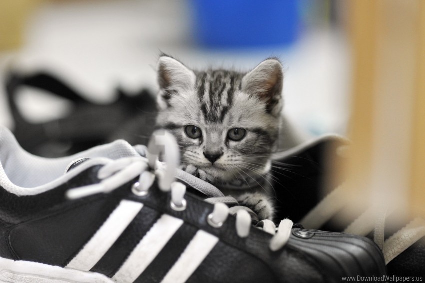 gray kitten sneakers wallpaper PNG with clear background set