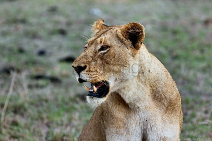 grin lioness predatory wallpaper PNG files with no royalties