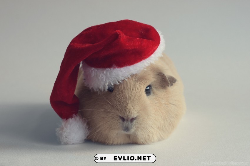 guinea pig hat new year rodent santa claus wallpaper Transparent PNG Illustration with Isolation